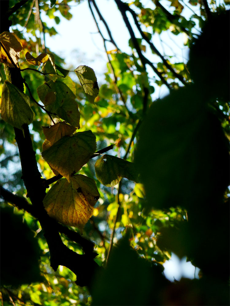 gold-leaves-1.jpg