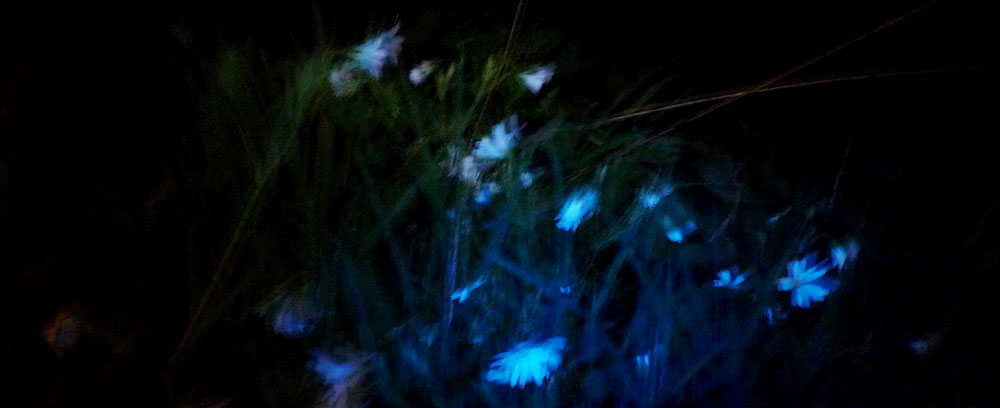 Dreamflowers